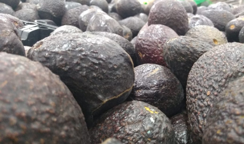 VENDEN KILO DE AGUACATE …¡HASTA EN 70 PESOS! VENDEN KILO DE AGUACATE …¡HASTA EN 70 PESOS!