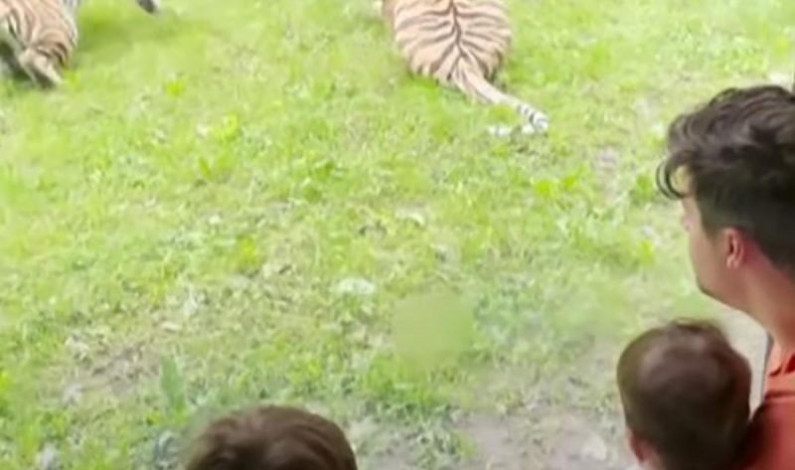 El hotel de Reino Unido que permite a sus huéspedes dormir con tigres El hotel de Reino Unido que permite a sus huéspedes dormir con tigres