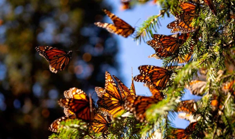 Mariposa monarca, en peligro de extinción; lo atribuyen a tala y crisis climática Mariposa monarca, en peligro de extinción; lo atribuyen a tala y crisis climática