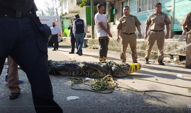 Crecen los ataques de cocodrilos en el sur de Tamaulipas: van 7 por año