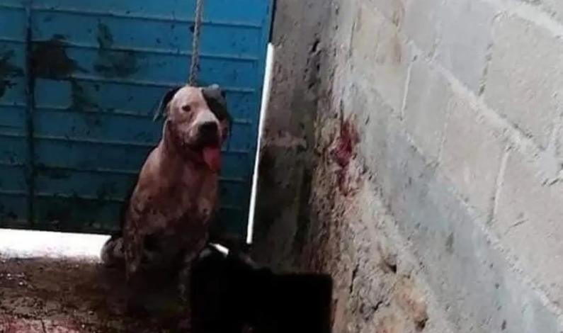 Familia de presunto ladrón exige matar a un pitbull que lo atacó al intentar robar una casa Familia de presunto ladrón exige matar a un pitbull que lo atacó al intentar robar una casa