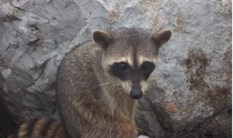 Mapache resulta herido con la basura que dejan en playa Miramar Mapache resulta herido con la basura que dejan en playa Miramar