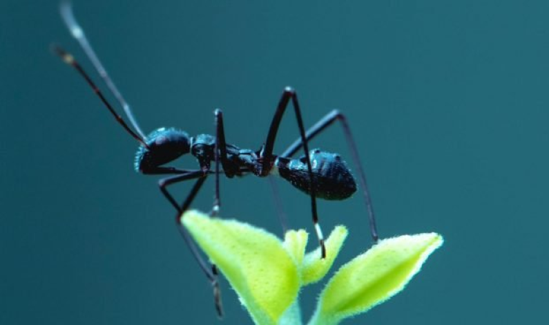 Este es el insecto que verás próximamente en tu casa por culpa del tiempo