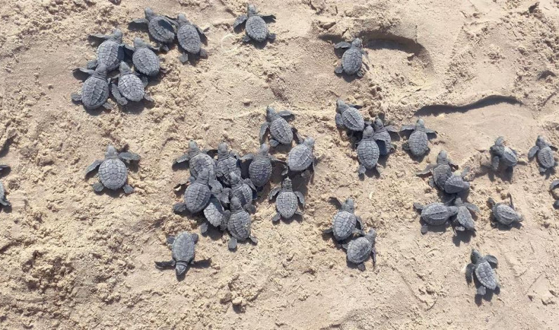 Libera Tamaulipas más de 52 mil crías de tortuga lora Libera Tamaulipas más de 52 mil crías de tortuga lora