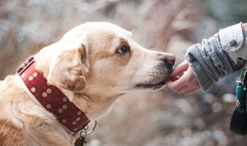 Día del Perro: Cinco personas con vidas bien «perronas» Día del Perro: Cinco personas con vidas bien «perronas»