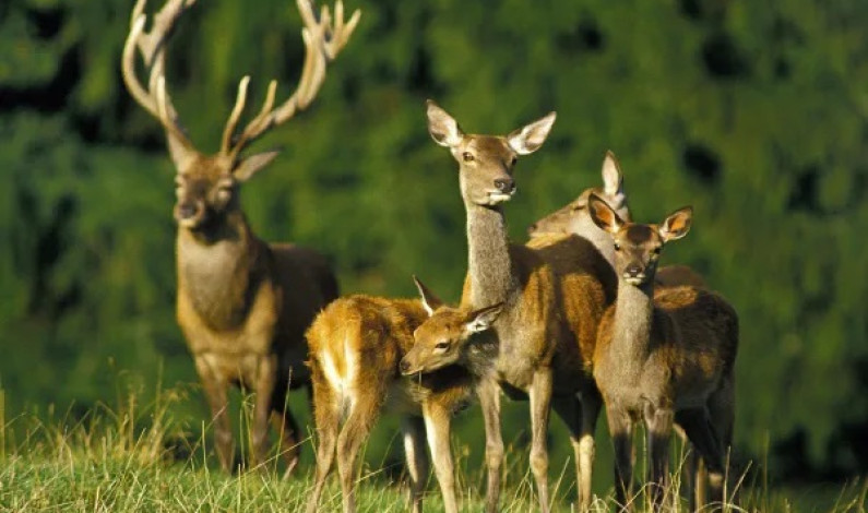 Diferencia entre ciervo y venado Diferencia entre ciervo y venado