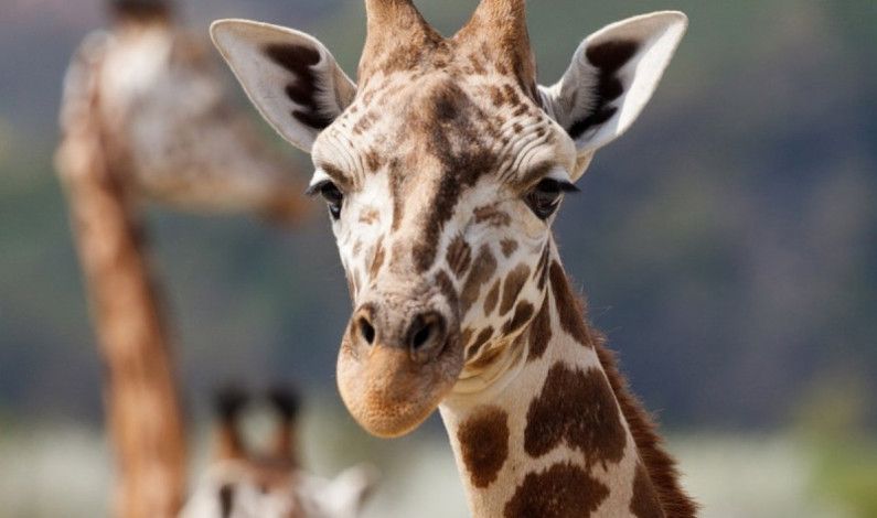 Nació jirafa sin manchas, única en el mundo; así luce Nació jirafa sin manchas, única en el mundo; así luce