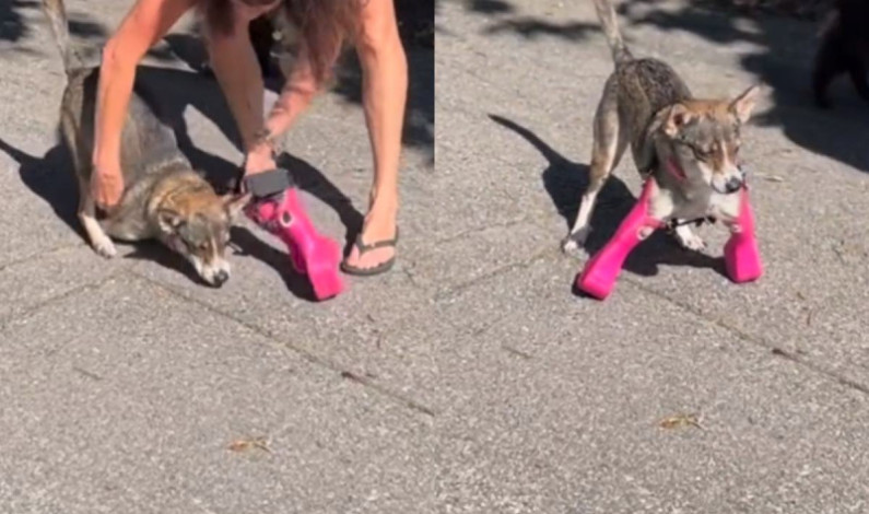 Perro usa prótesis para caminar por primera vez; reacción enternece redes Perro usa prótesis para caminar por primera vez; reacción enternece redes