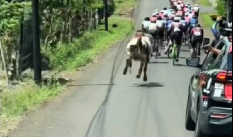 Una vaca se mete a competir a una carrera ciclista en Costa Rica