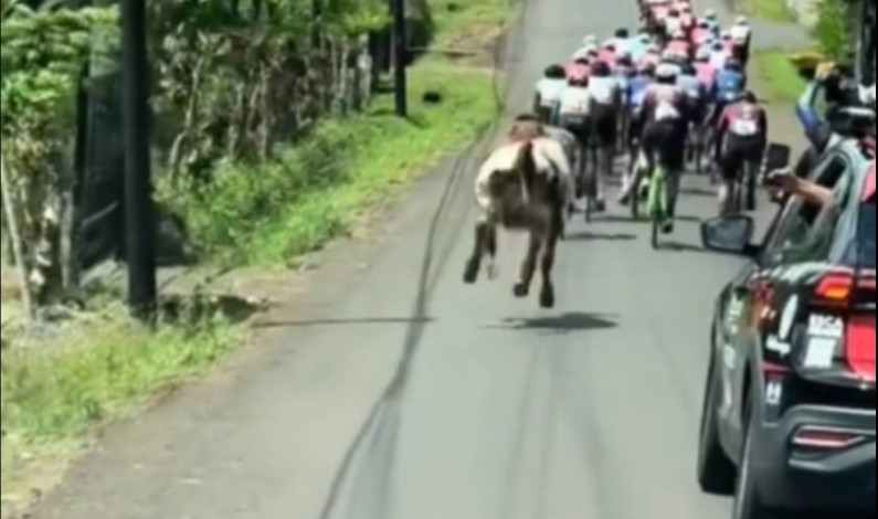 Una vaca se mete a competir a una carrera ciclista en Costa Rica Una vaca se mete a competir a una carrera ciclista en Costa Rica