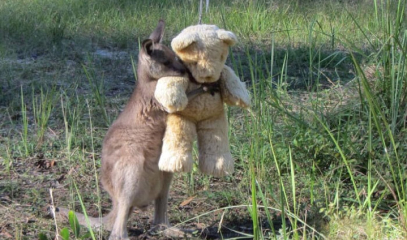El Bebé Canguro Huérfano Abraza A Su Oso De Peluche Y Lo Trata Como Un Compañero El Bebé Canguro Huérfano Abraza A Su Oso De Peluche Y Lo Trata Como Un Compañero
