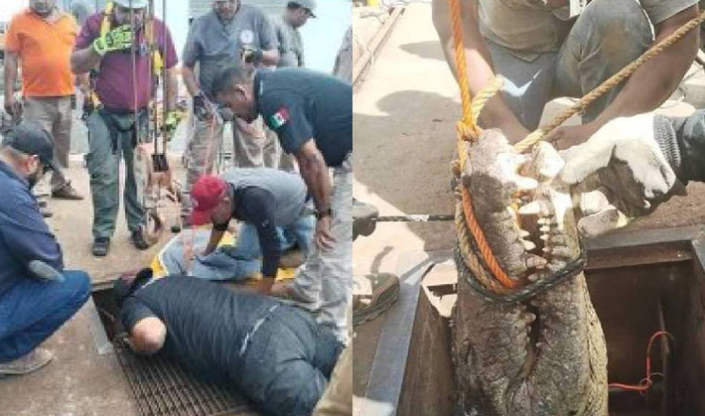 Trabajadores encontraron cocodrilo de 3 metros en acueducto de Tamaulipas Trabajadores encontraron cocodrilo de 3 metros en acueducto de Tamaulipas