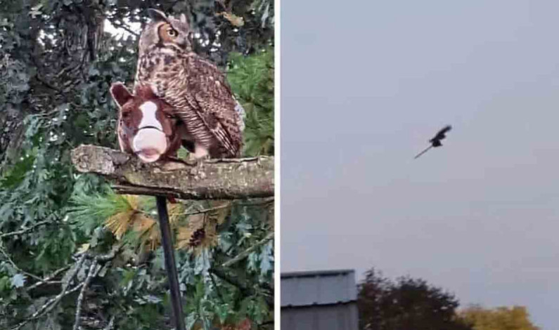 ¿Es una bruja? Búho roba caballito de juguete y aterra a cientos de personas ¿Es una bruja? Búho roba caballito de juguete y aterra a cientos de personas