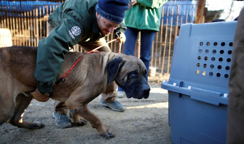 Corea del Sur buscará prohibir la venta y consumo de carne de perro; así es cómo lo hará Corea del Sur buscará prohibir la venta y consumo de carne de perro; así es cómo lo hará