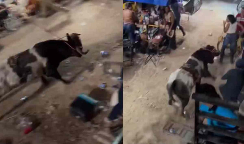 Toro escapa del ruedo y genera pánico en una feria en Yucatán