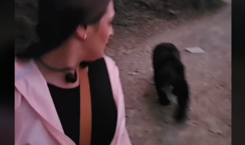 Mujer se encuentra a oso negro, mientras corría en Nuevo León; así reaccionó Mujer se encuentra a oso negro, mientras corría en Nuevo León; así reaccionó