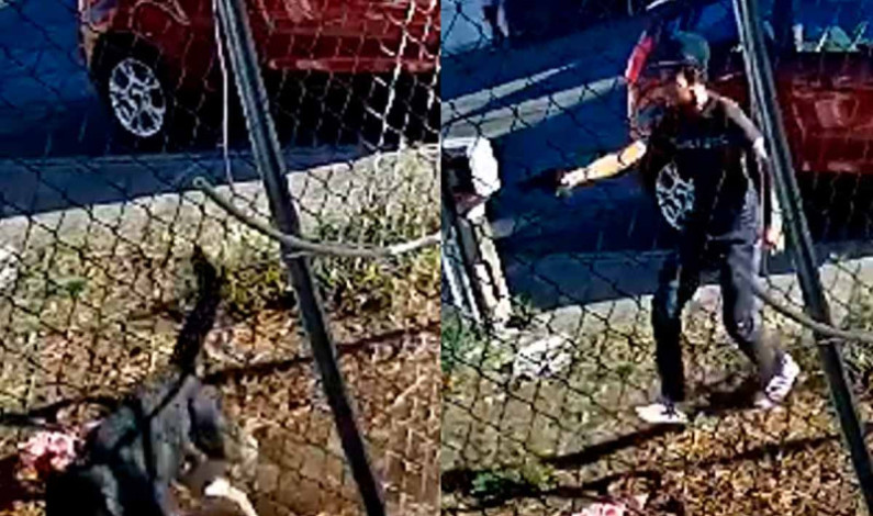 Niño de 12 años dispara a perrito en las calles de Morelia; causa indignación en redes Niño de 12 años dispara a perrito en las calles de Morelia; causa indignación en redes