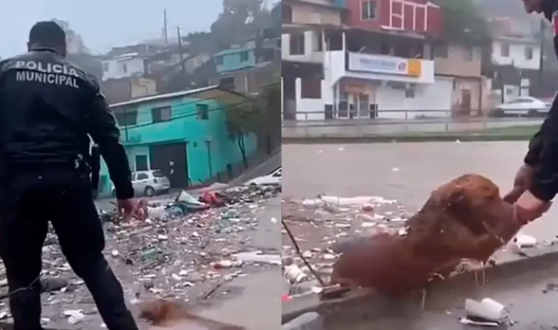 Califican de ‘héroe’ a policía de Tijuana por valiente rescate a un perrito Califican de ‘héroe’ a policía de Tijuana por valiente rescate a un perrito