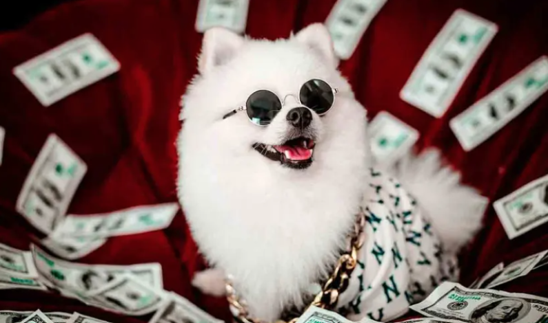 Abuelita deja millonaria herencia a sus mascotas porque sus hijos no la visitaron nunca Abuelita deja millonaria herencia a sus mascotas porque sus hijos no la visitaron nunca