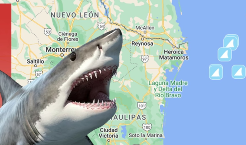  Tiburón blanco en aguas de Tamaulipas?