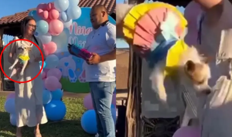 VIRAL: Mujer lanza perrito durante revelación de género y causa indignación en Redes Sociales VIRAL: Mujer lanza perrito durante revelación de género y causa indignación en Redes Sociales