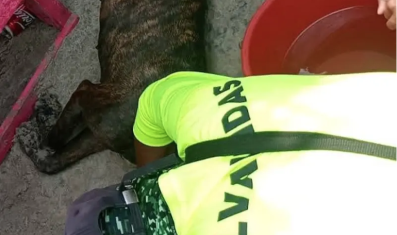 Perrita sufre golpe de calor en playa de Tamaulipas y es salvada por turistas y voluntario Perrita sufre golpe de calor en playa de Tamaulipas y es salvada por turistas y voluntario