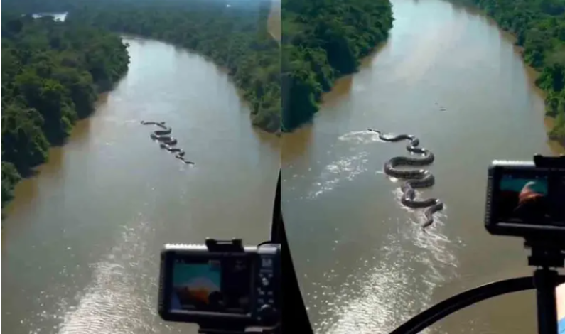 Captan una anaconda gigante en el Amazonas y el impactante video sorprende al mundo Captan una anaconda gigante en el Amazonas y el impactante video sorprende al mundo