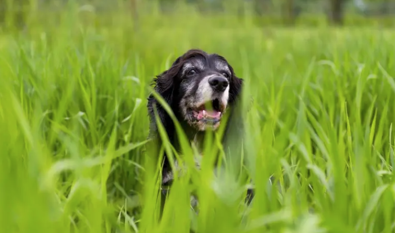 ¿Por qué los perros comen pasto? Mitos, causas reales y cuándo preocuparse ¿Por qué los perros comen pasto? Mitos, causas reales y cuándo preocuparse