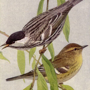 Un ave de solo 17 gramos que recorre 2.770 kilómetros por mar abierto: la reinita estriada