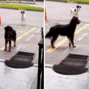 Perro callejero lleva su amigo a restaurante donde les dan comida