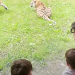 El hotel de Reino Unido que permite a sus huéspedes dormir con tigres