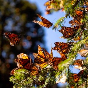 Mariposa monarca, en peligro de extinción; lo atribuyen a tala y crisis climática