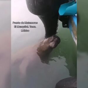 Aparece manatí en el puerto de Matamoros, Tamaulipas