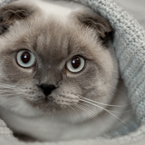 Por qué ronronean los gatos y otros 9 datos que no sabías de ellos