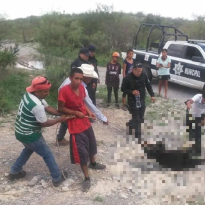 Suspenden a 5 policías por no impedir tortura de oso