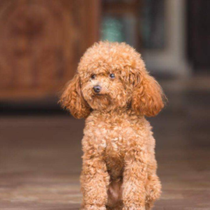 Las razas de perro ideales para las personas mayores