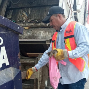 Rescata hombre a pequeños gatos por su llanto; fueron tirados a la basura, «cuánta crueldad»