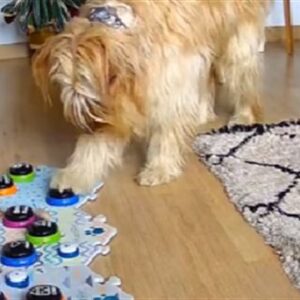 Bran: el perro de Abadiño que «habla» con sus dueños y es una estrella de Tik Tok