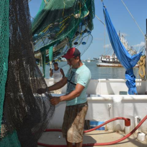 “El camarón no creció”, advierten que la producción será menor este año
