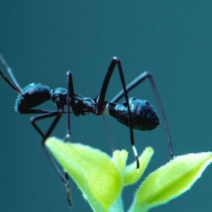 Este es el insecto que verás próximamente en tu casa por culpa del tiempo