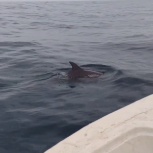 «Salieron a saludar», pescador graba a un grupo de toninas en playa Miramar