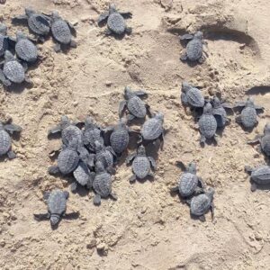 Libera Tamaulipas más de 52 mil crías de  tortuga lora  