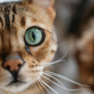 No falla. El truco de los gatos que te dejará sin pestañear