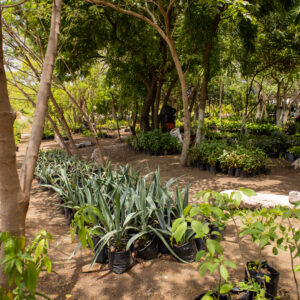 En Ciudad Madero Promueven Acciones Sobre el Cuidado al Medio AmbienTe