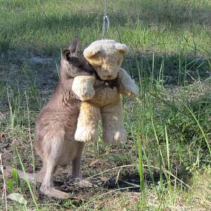 El Bebé Canguro Huérfano Abraza A Su Oso De Peluche Y Lo Trata Como Un Compañero