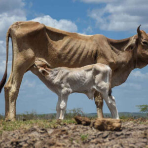 Surge la sequía excepcional en México; los estados afectados Durango, Hidalgo, Querétaro, SLP y Veracruz