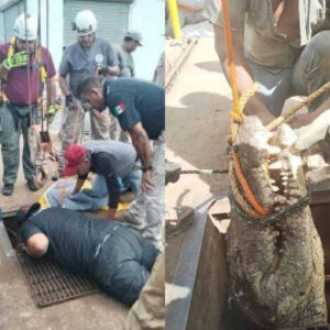 Trabajadores encontraron cocodrilo de 3 metros en acueducto de Tamaulipas