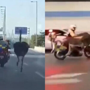 Avestruz escapa de zoológico y desencadena una larga persecución en China