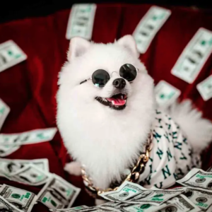 Abuelita deja millonaria herencia a sus mascotas porque sus hijos no la visitaron nunca