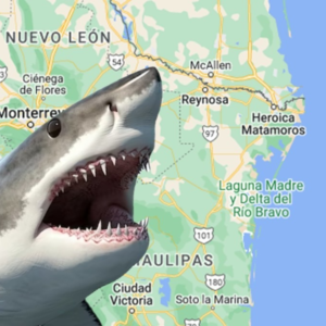 Tiburón blanco en aguas de Tamaulipas?